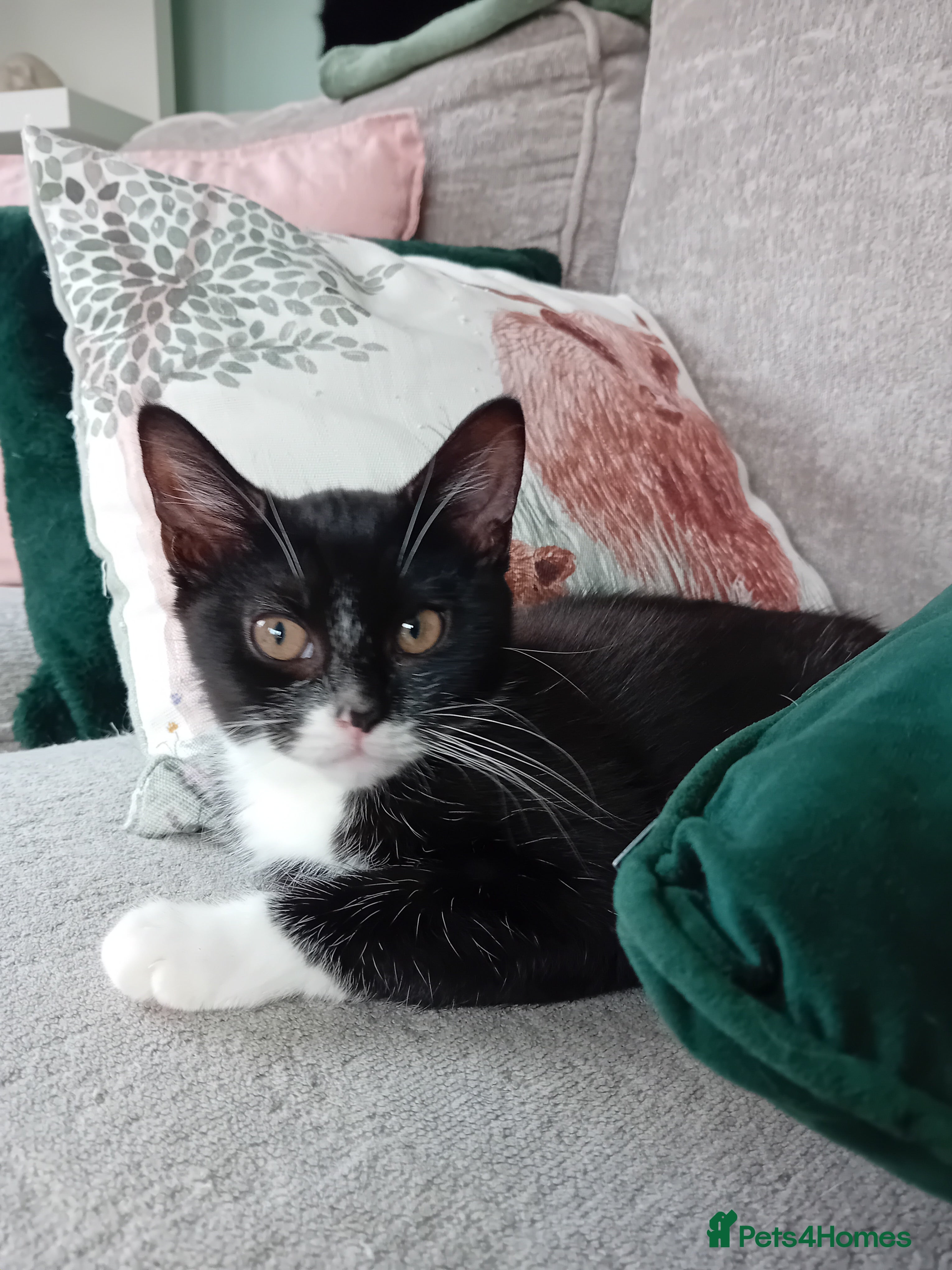 Mixed Breed cats 1 male fluffy Tuxedo 1 female short haired Tuxedo  - Advert 17