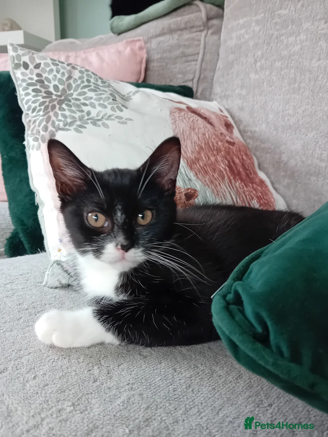 Mixed Breed cats for sale: 1 male fluffy Tuxedo 1 female short haired Tuxedo  in Brighton - Advert 7