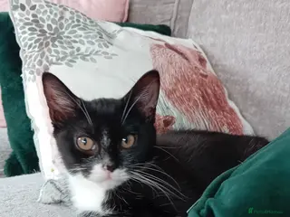 Mixed Breed cats 1 male fluffy Tuxedo 1 female short haired Tuxedo - Advert 10