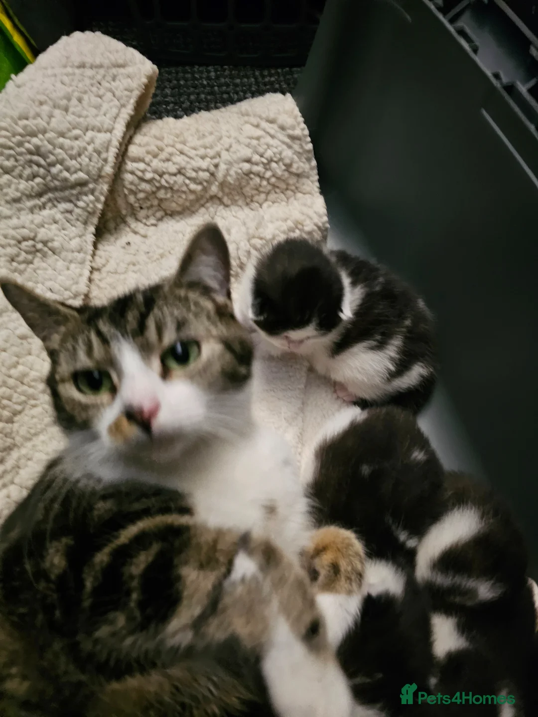 Mixed Breed cats for sale: Black and white girls - Advert 2