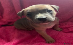 Mixed Breed dogs for sale: Beautiful chunky bully cross staffy pups tri /fawn - Image 25