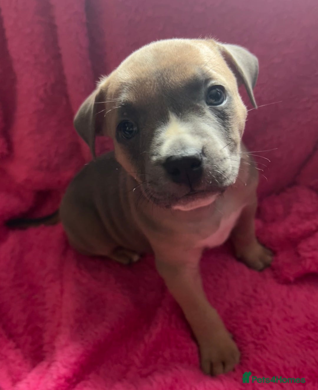 Mixed Breed dogs for sale: Beautiful chunky bully cross staffy pups tri /fawn - Image 25
