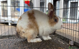 Dutch rabbits for sale: Rabbits for sale  - Image 2