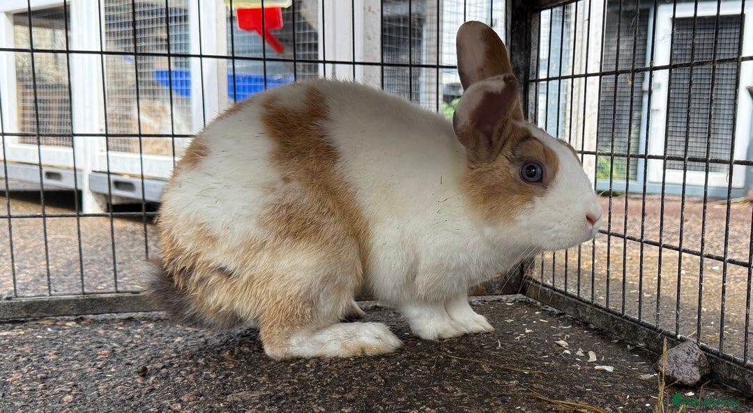 Dutch rabbits for sale: Rabbits for sale  - Image 2