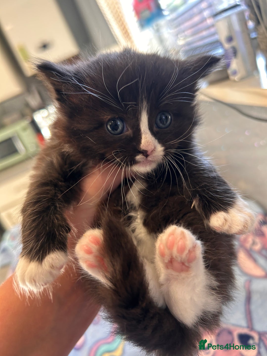 Ragamese cats for sale: 5 AMAZING BUNDLES OF JOY❤️❤️❤️PRICES VARY - Advert 12