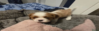 Cavalier King Charles Spaniel Puppy 3