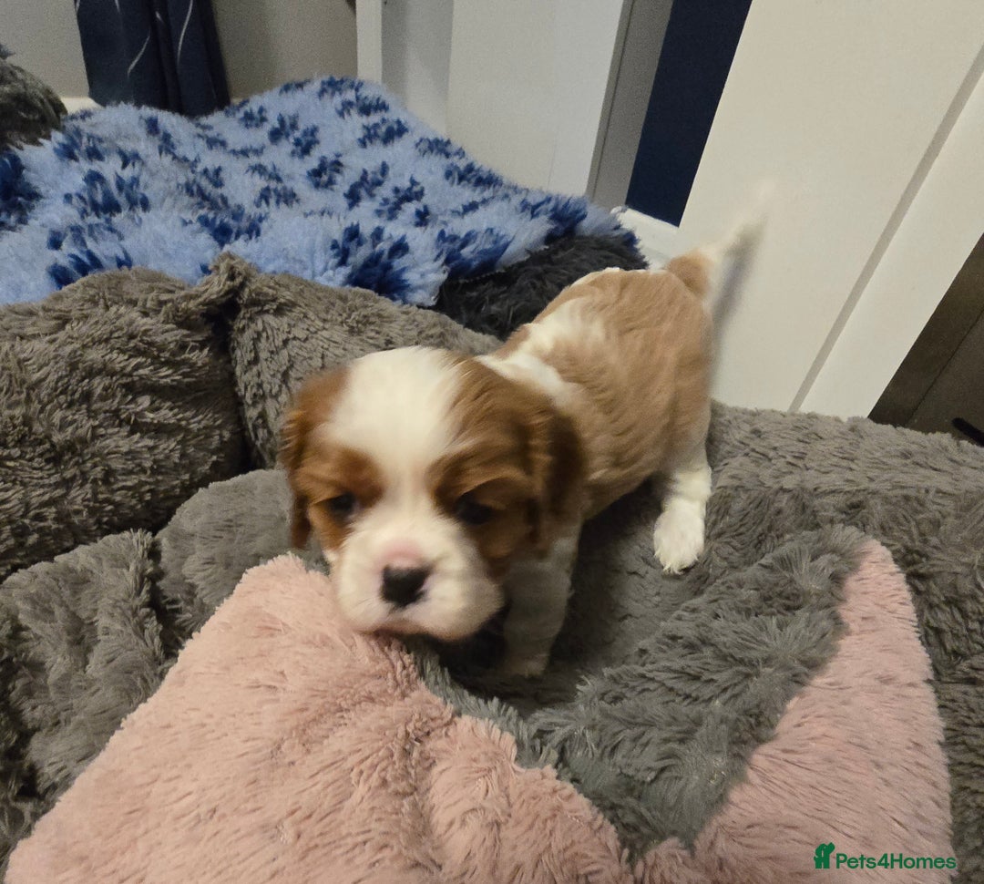 Cavalier King Charles Spaniel dogs for sale: Beautiful KC Registered. Health Tested Parents. - Advert 8