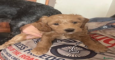 Mixed Breed dogs - Advert 3