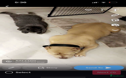 French Lop rabbits for sale: Giant French lop rabbits  - Image 4