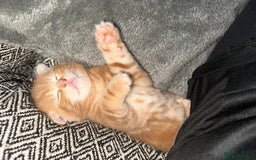 Scottish Fold cats for sale: Scottish fold/straight babies - Image 9