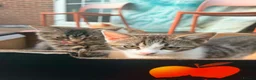 British Shorthair cats for sale: Beautiful British Shorthair Kittens – £300 for 2! - Advert 21