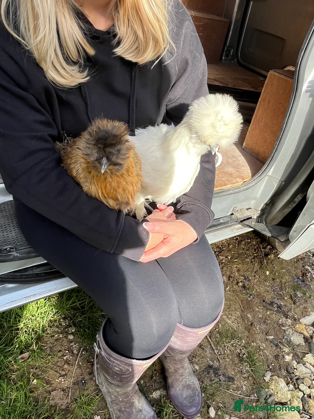 Chickens poultry for sale: Silkie hatching eggs & silkie chicks  - Advert 2