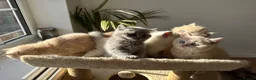 British Shorthair cats for sale: Adorable British Shorthair Kittens  🐱 - Advert 18