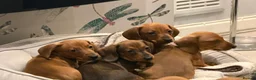Dachshund dogs for sale: Outstanding show quality standard smooth dachshund - Advert 24