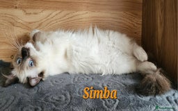 Ragdoll cats for sale: Only 2 girls left,Champion blood, TICA kittens in Nelson - Image 4