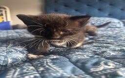 Mixed Breed cats for sale: 2 male kittens.  - Image 8