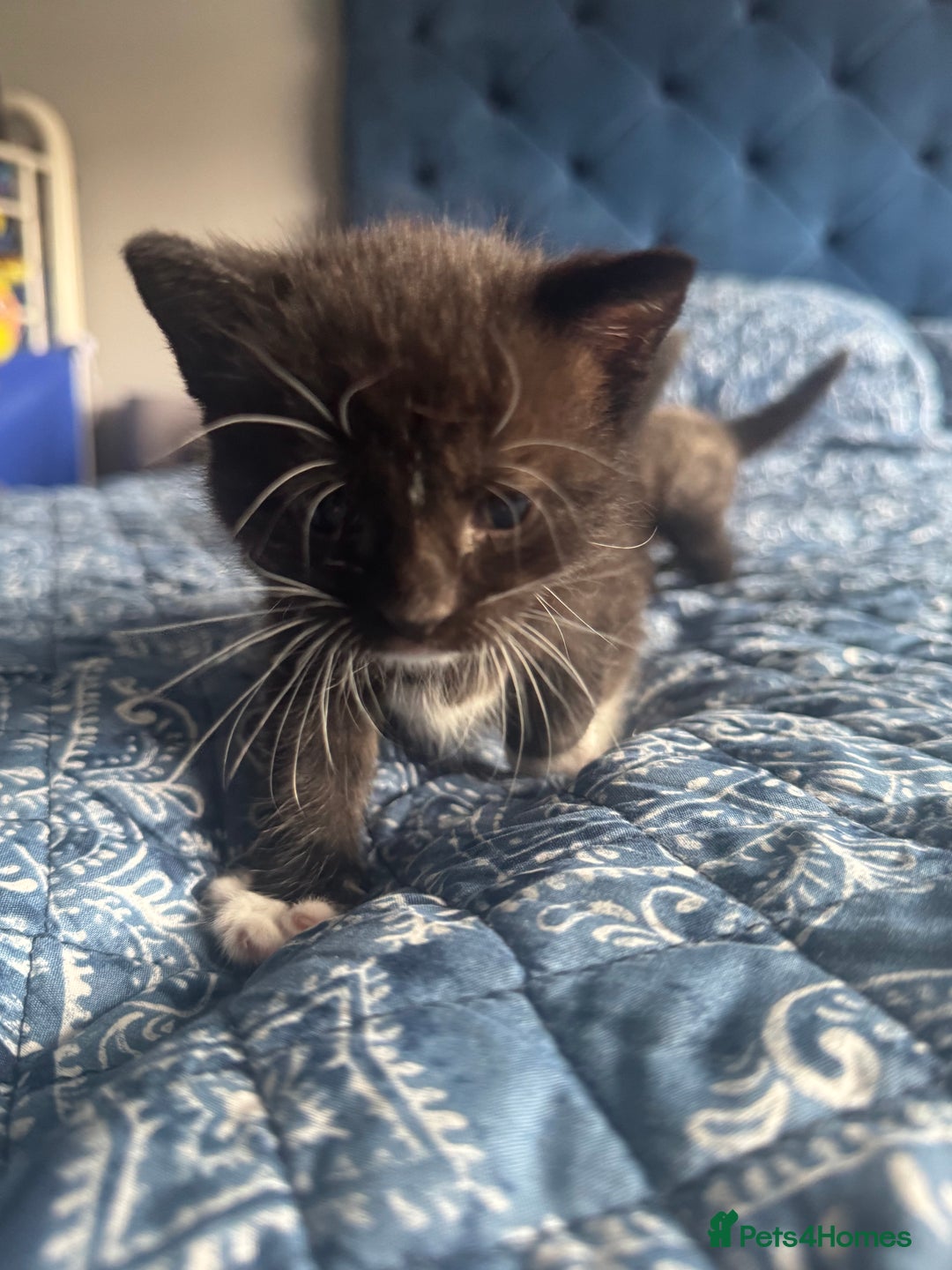 Mixed Breed cats for sale: 2 male kittens.  - Image 8