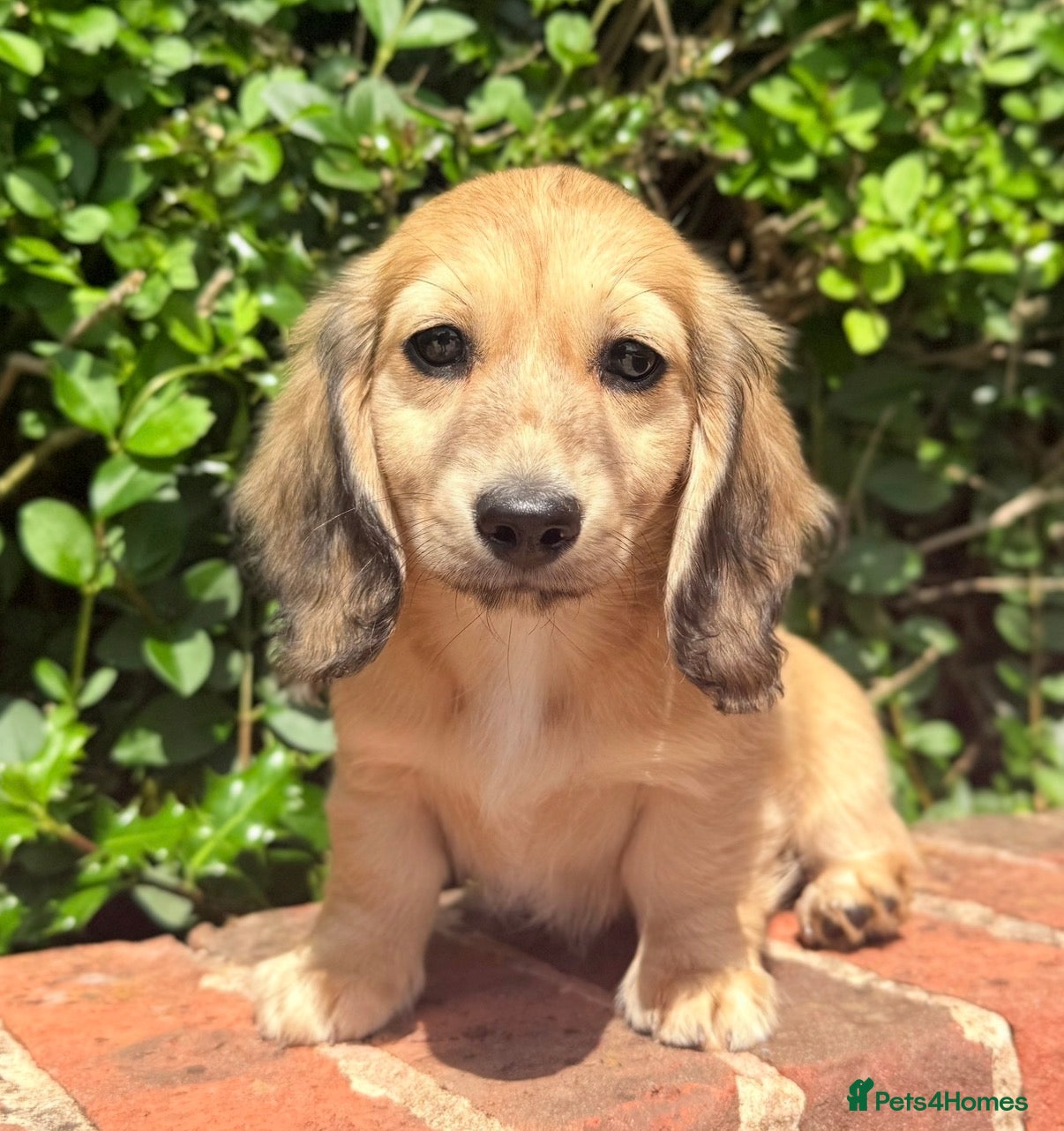 Miniature Dachshund dogs Long haired miniature dachshunds  - Advert 1