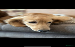 Miniature Dachshund dogs for sale: CREAM MINIATURE DACHSHUNDS CHAMPION PEDIGREE  - Image 12
