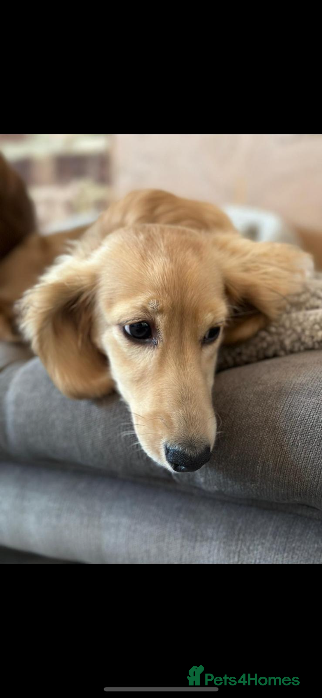 Miniature Dachshund dogs for sale: CREAM MINIATURE DACHSHUNDS CHAMPION PEDIGREE  - Image 12