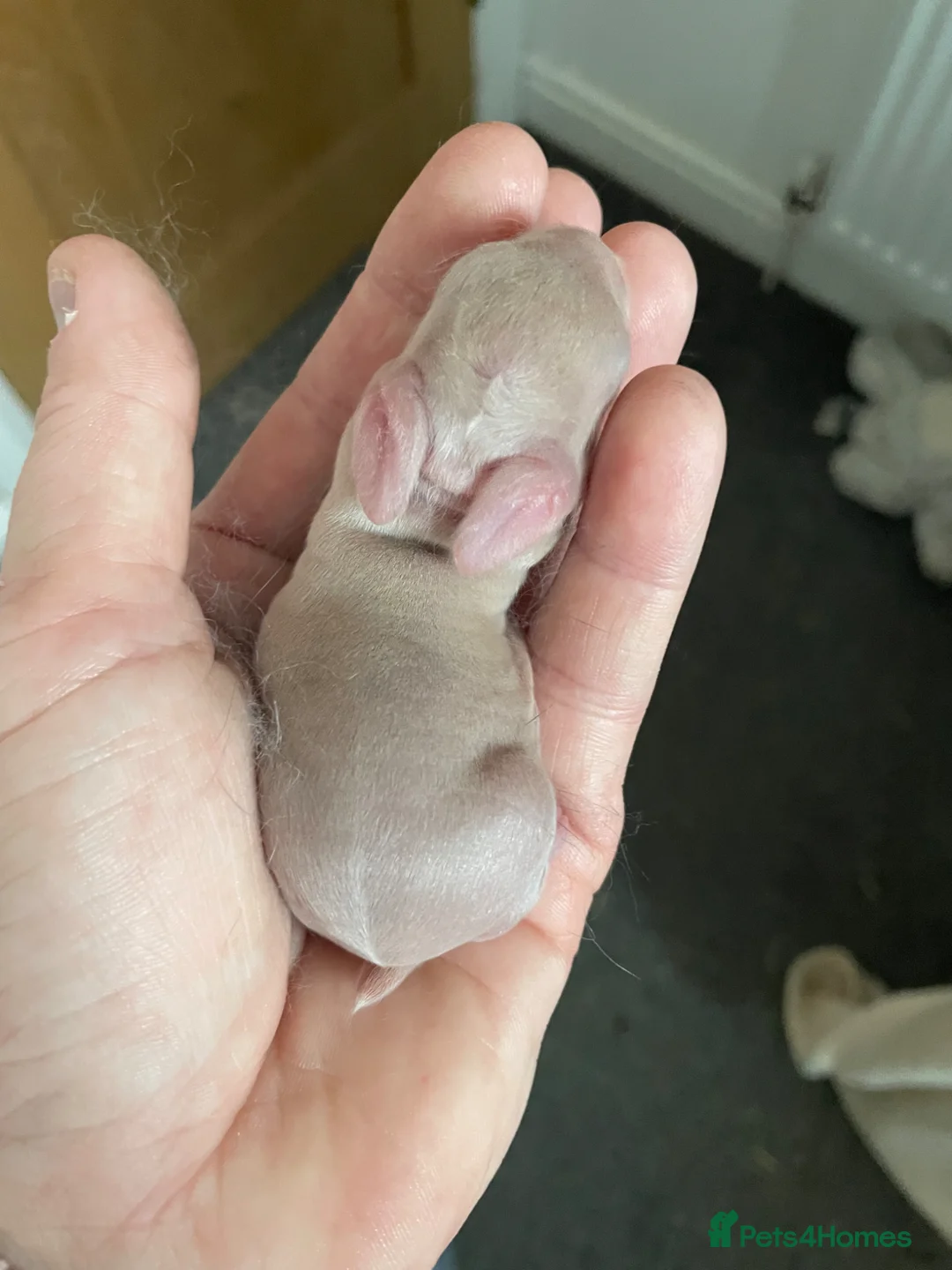 Mini Lop rabbits for sale: Mini lop x  in Pontypridd - Advert 13