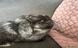 Mini Lop rabbits for sale: Beautiful Mini Lop female for sale - Image 4