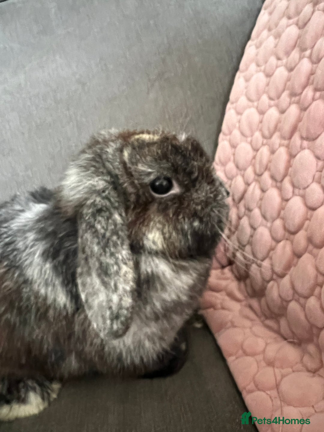 Mini Lop rabbits for sale: Beautiful Mini Lop female for sale - Image 4