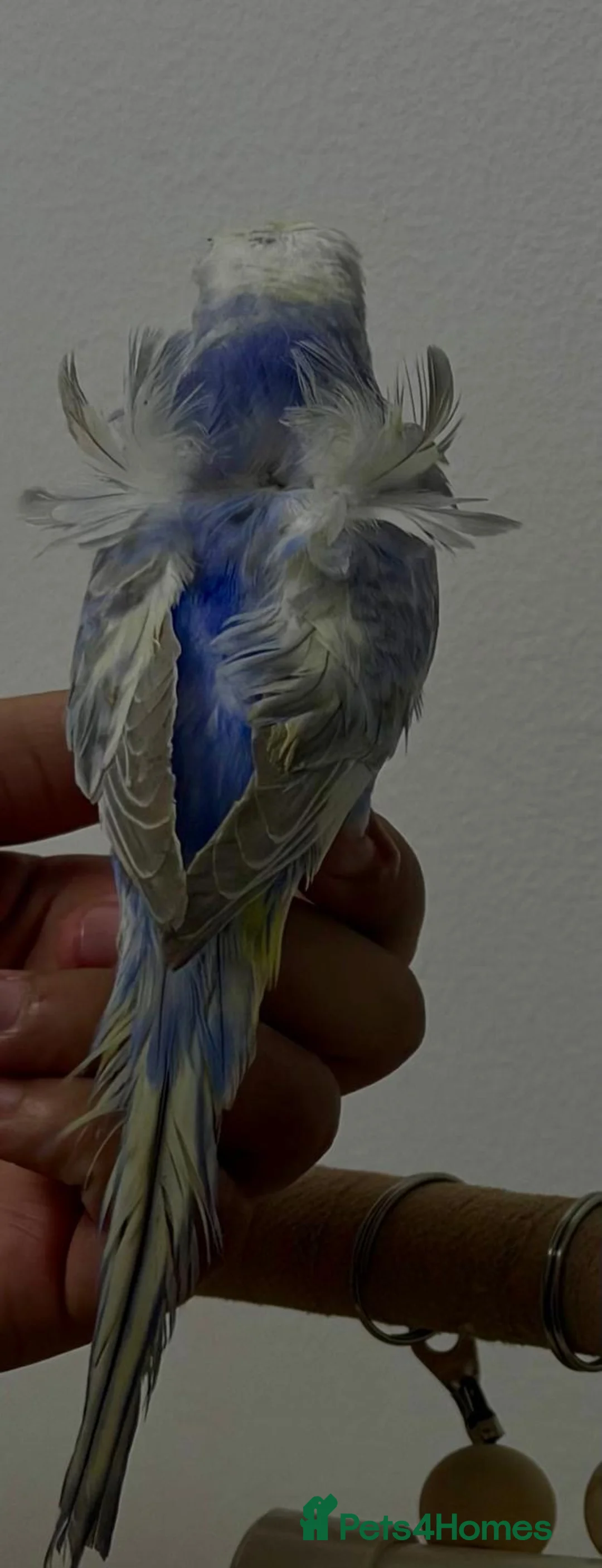 Budgerigars birds for sale: Rainbow helicopters, hand tame baby budgies  - Advert 12