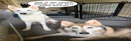 Mixed Breed dogs for sale: Husky Hybrid Puppies (Utonagans)  - Advert 11
