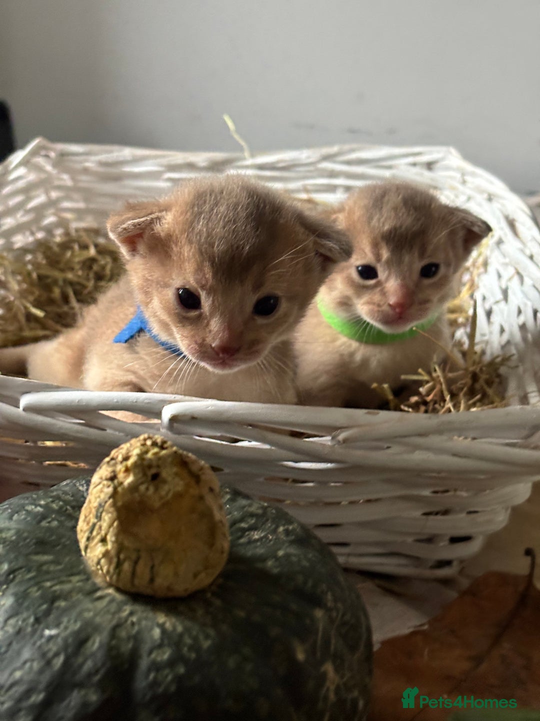 Abyssinian cats for sale: Pure pedigree Tica registered Abyssinian kittens  - Image 12