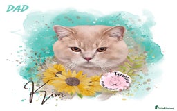 British Longhair cats for sale: GORGEOUS GCCF BRITISH LONGHAIR KITTEN  - Image 9