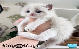 Ragdoll cats for sale: 🐾🩷*TICA REG* LYNX TABBY EU RAGDOLL KITTENS🩵🐾 - Image 25