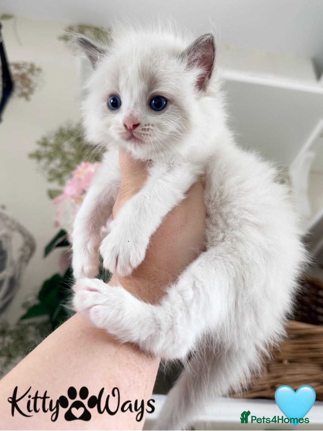 Ragdoll cats for sale: 🐾🩷*TICA REG* LYNX TABBY EU RAGDOLL KITTENS🩵🐾 - Image 25