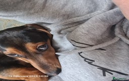 Miniature Dachshund dogs for stud: Miniature Dachshund  - Image 3
