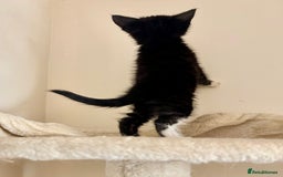 Domestic Shorthair cats for sale: Gorgeous Fluffy Kittens, ready now! - Image 13