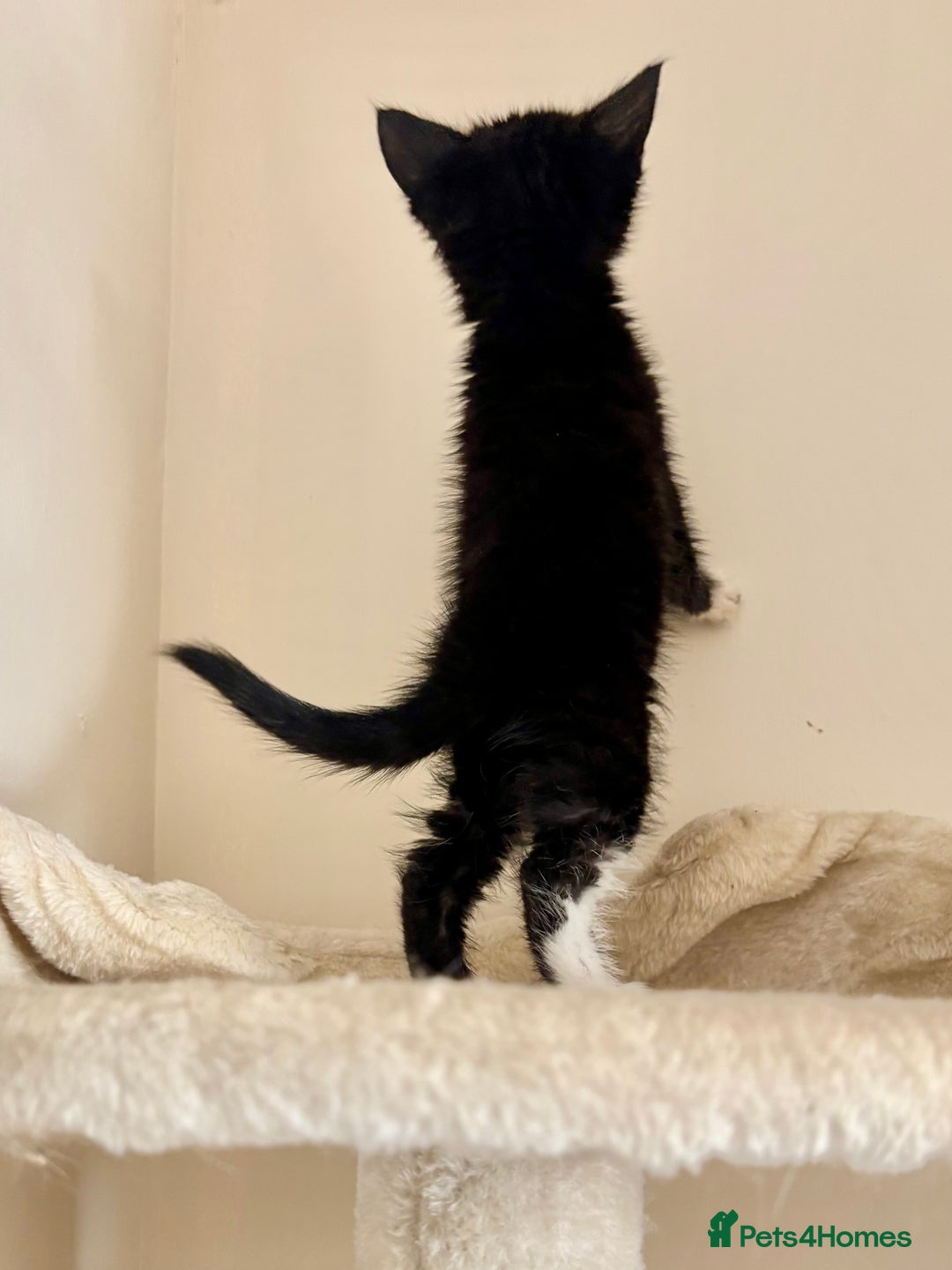Domestic Shorthair cats for sale: Gorgeous Fluffy Kittens, ready now! - Image 13