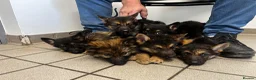 German Shepherd dogs for sale: German shepherd puppies  - Advert 3