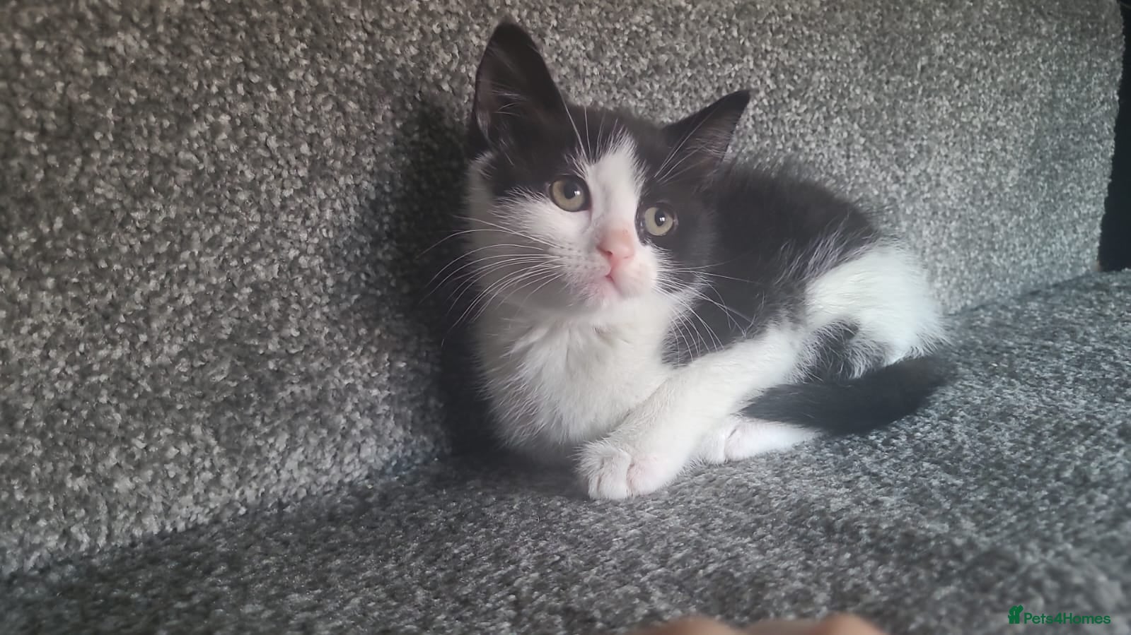 Mixed Breed cats 4 Gorgeous kittens for sale! - Advert 11