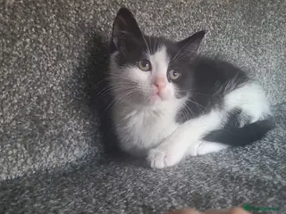 Mixed Breed cats 4 Gorgeous kittens for sale! - Advert 11