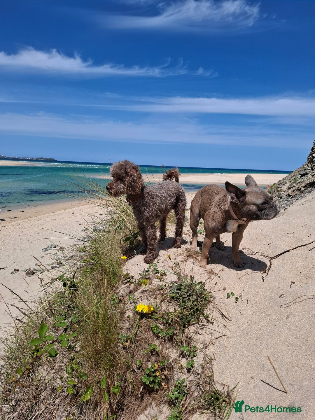 French Bulldog dogs for sale: French Bulldog bitch 3 years old - Image 5