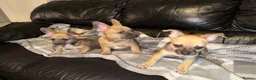 Mixed Breed dogs for sale: READY NOW French Bull dog cross Chihuahua puppies  - Advert 11