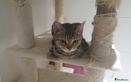 Bengal cats for sale: Bengal kittens - Image 5