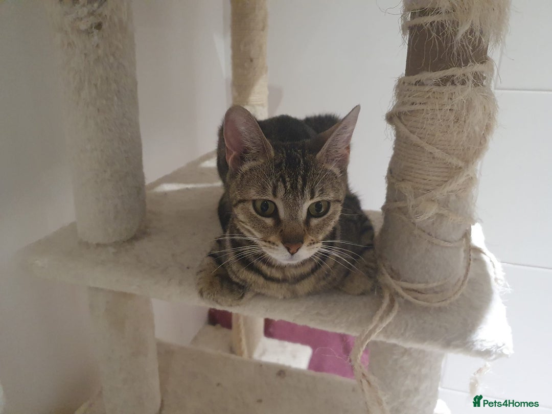 Bengal cats for sale: Bengal kittens - Image 5