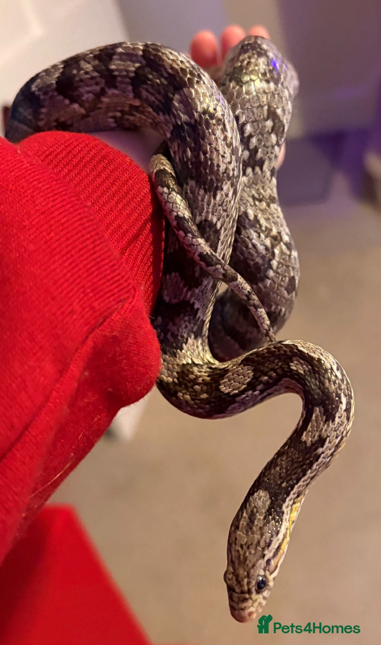 Corn Snake reptiles Corn snake with enclosure for sale - Advert 2