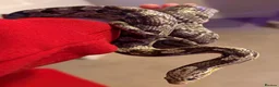 Corn Snake reptiles for sale: Corn snake with enclosure for sale in Wellingborough - Advert 1