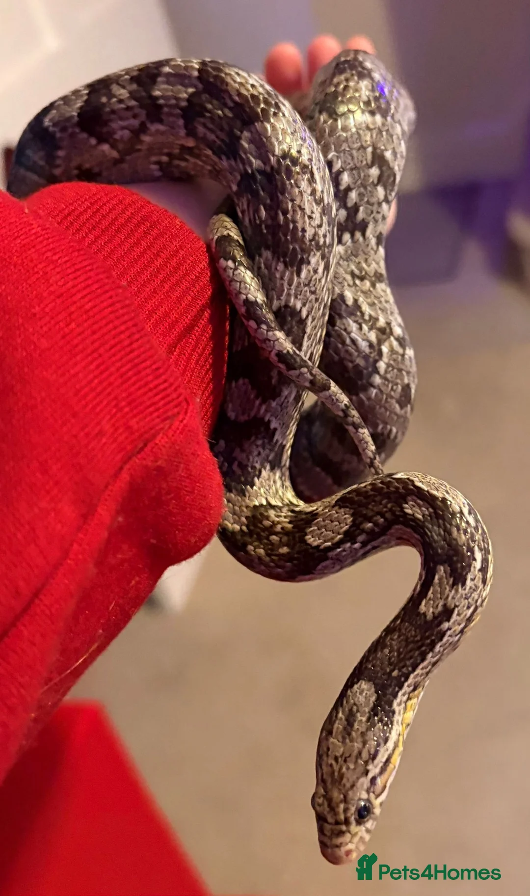 Corn Snake reptiles for sale: Corn snake with enclosure for sale in Wellingborough - Advert 1