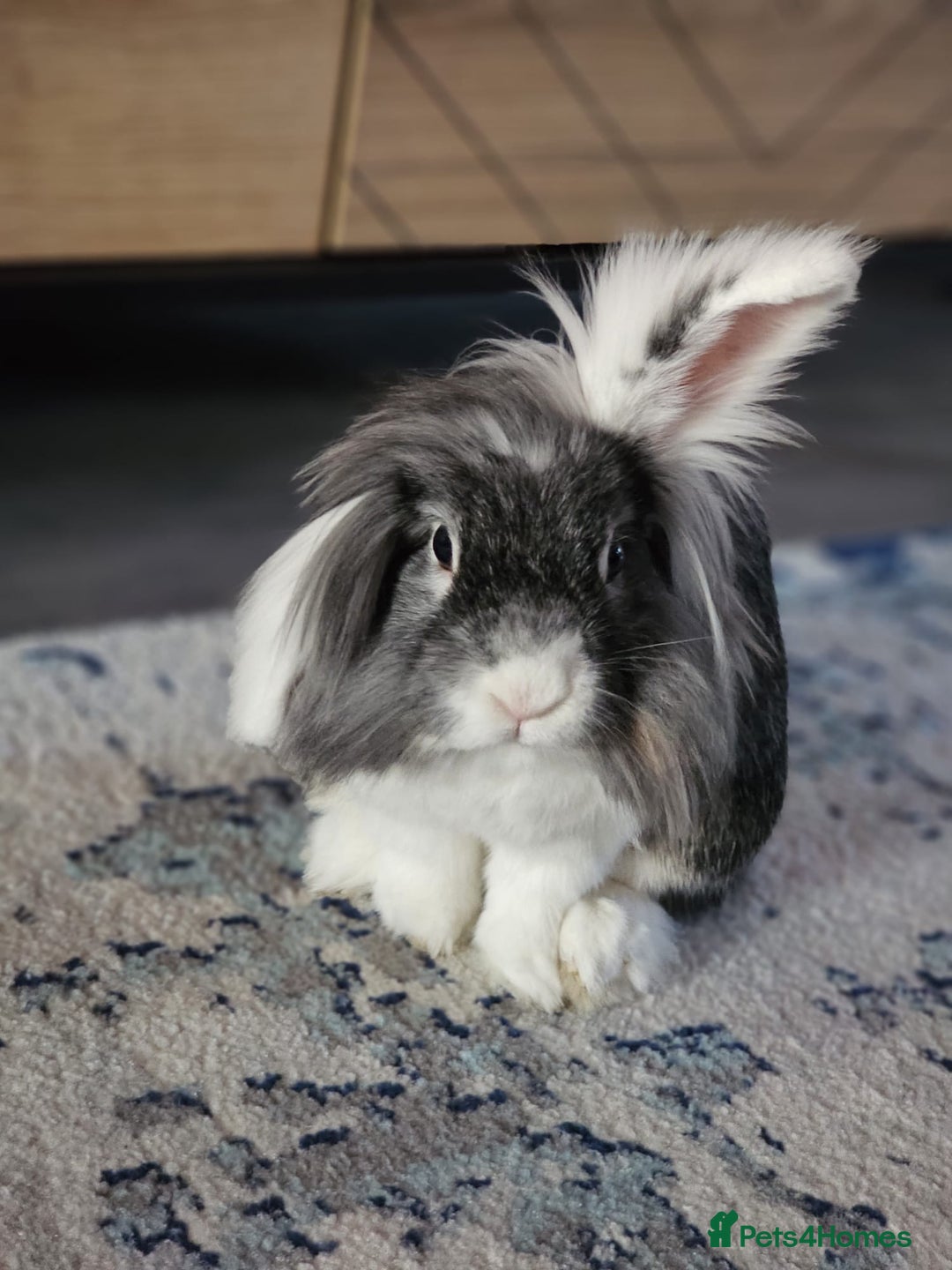 Mini Lion Lop rabbits for sale: 3 loving bonded rabbits for rehoming - Advert 7