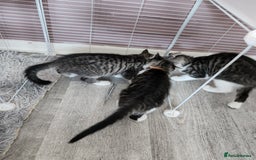 Mixed Breed cats for sale: 3 male grey and black tabbies  - Image 4
