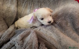 Maltese dogs for sale: Beautiful Small Size Maltese ONLY TWO PUPPIES LEFT - Image 13