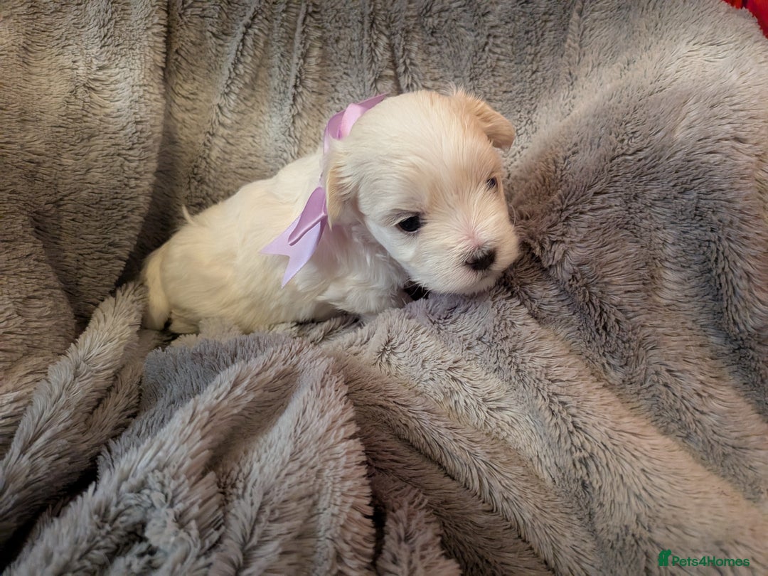 Maltese dogs for sale: Beautiful Small Size Maltese ONLY TWO PUPPIES LEFT - Image 13